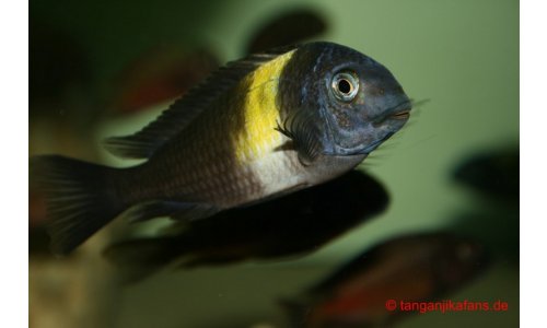 Tropheus duboisi Maswa